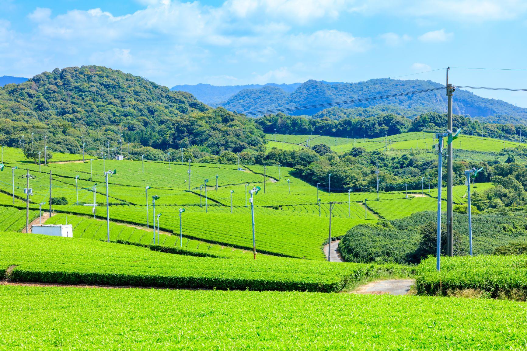 茶畑（山口県）